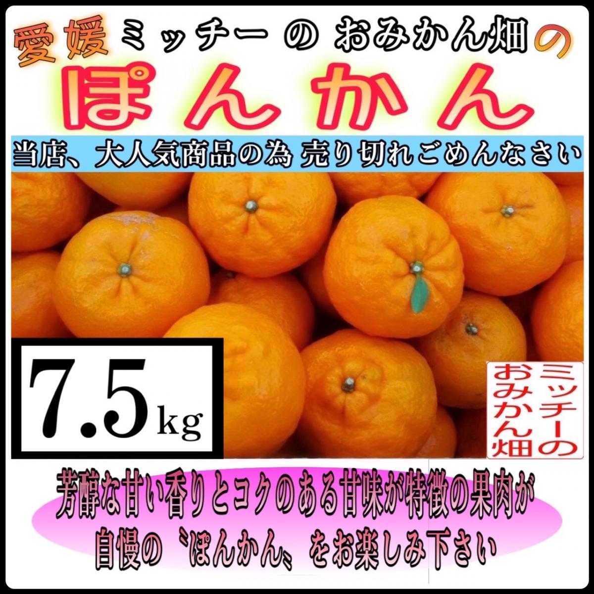 【北海道 沖縄のお客様用】《訳あり》フルーツ果物くだもの果実みかん柑橘《ポンカン/えひめ産》サムネイル